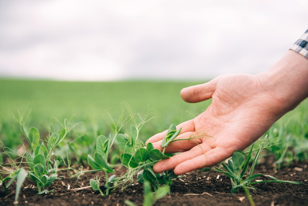 Increasing surplus food donation throughout the food chain.